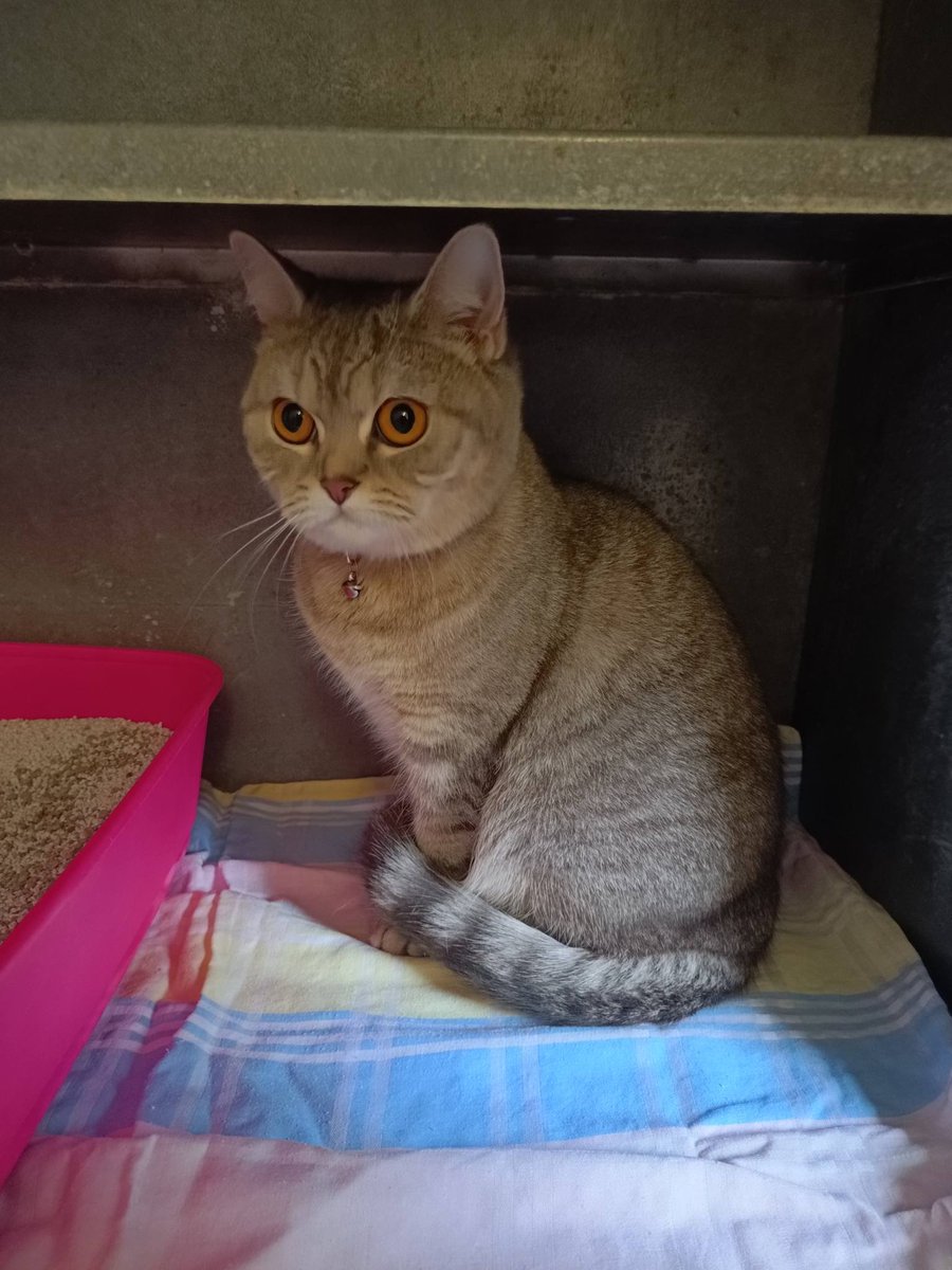 65556 Limburg
Zwei Katzen in einer Transportbox, im Wald ausgesetzt
Kopie Tierheim Limburg
Heute erreichte uns ein Anruf, der uns den Atem genommen hat....
Eine aufmerksame Frau, die mit ihrem Hund im Wald spazieren war, entdeckte eine gelbe Box im Schnee.
Darin: zwei