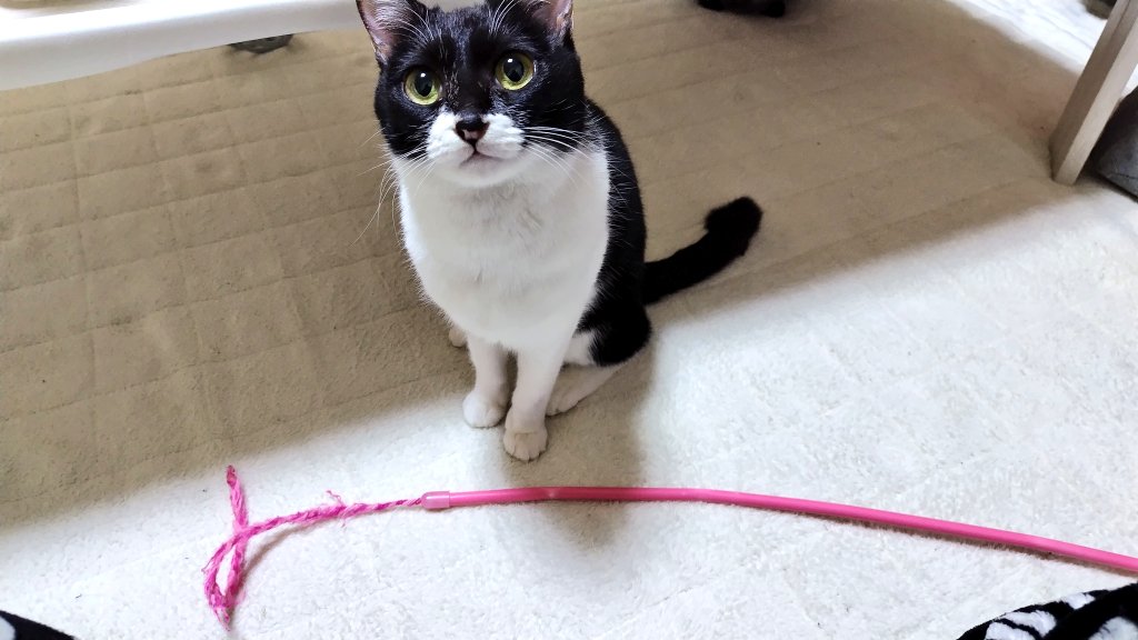 Nyanpi(にゃんぴ) @女子プロゲーマー (@nyanpi55) / Posts / X