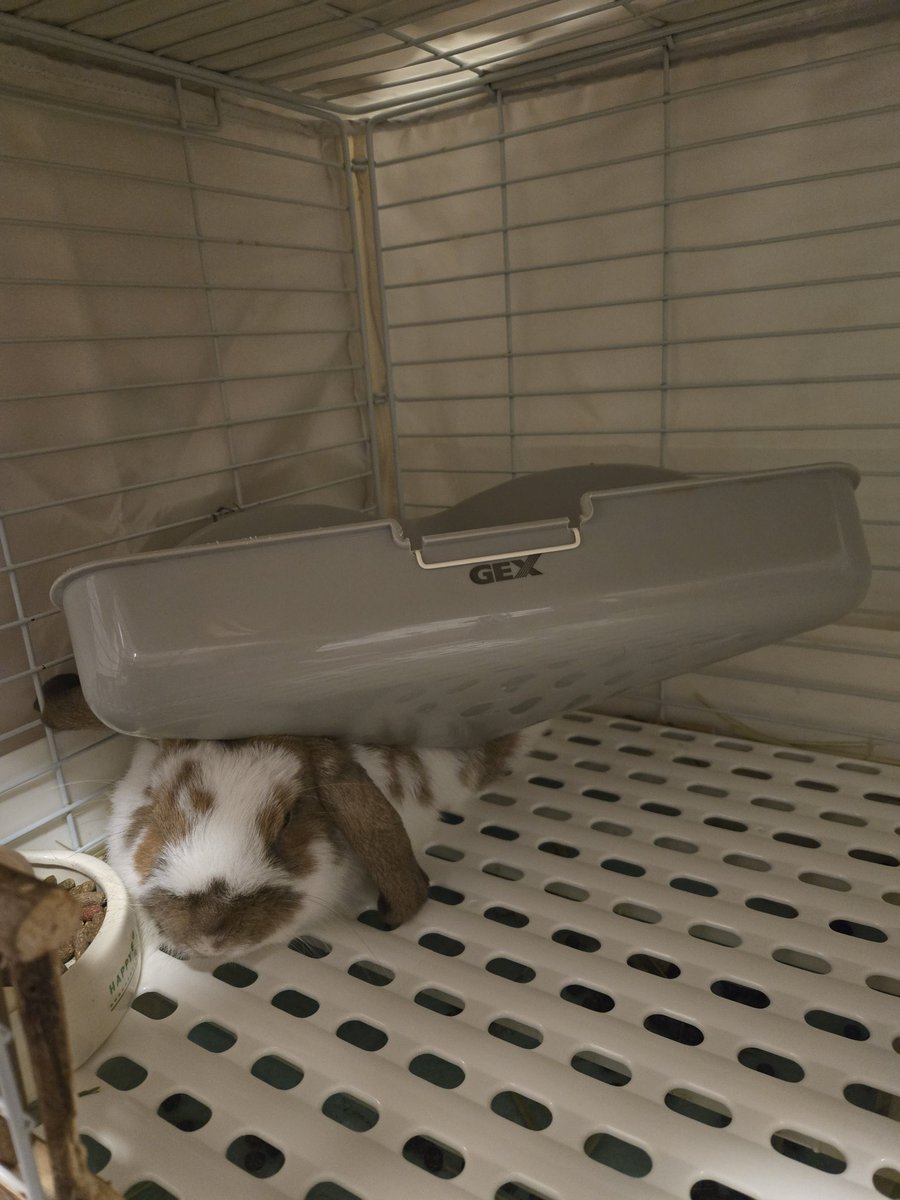 ロロさん tweet media