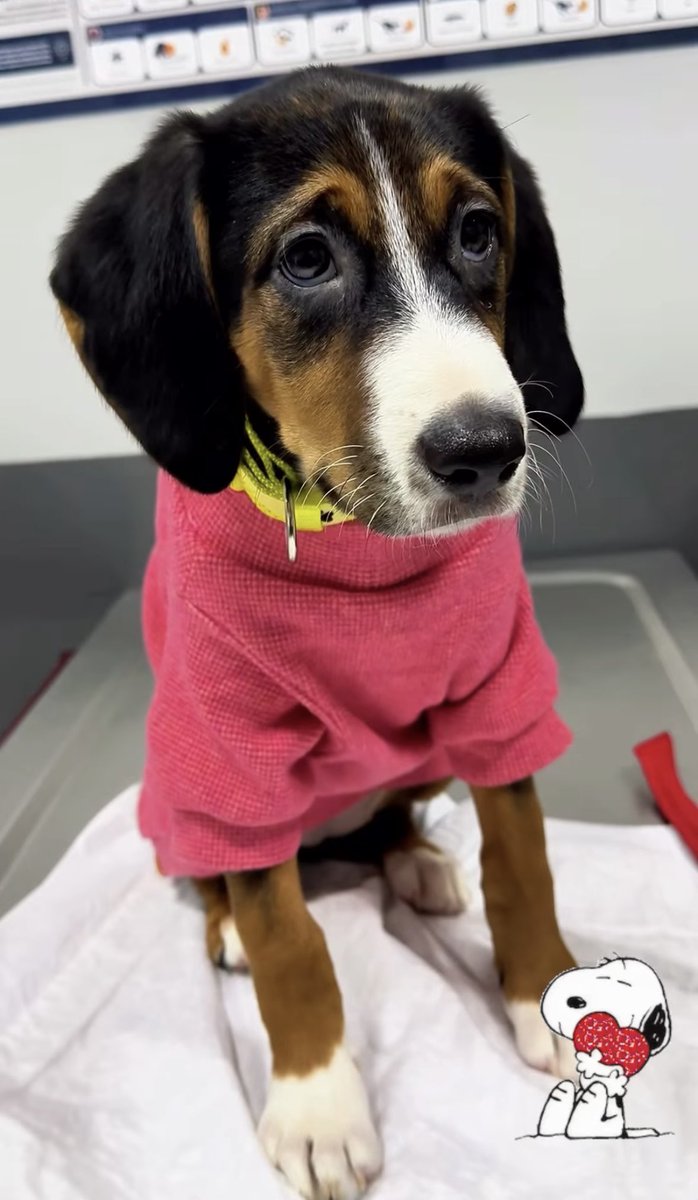 Bulup alıyoruz kurtarıyoruz,
Geçici yuva oluyoruz,
Tüm destekleri sağlayıp yuva arıyoruz ama yok,
Üretimden köpek çıkartacağız çıkartamıyoruz ve şuan hala eziyet içindeler.
Neden?
Mochi yuvalansa diğerlerine de sıra gelecek çünkü.
Lütfen bugün rengarenk Mochi ye yuva bulalım.