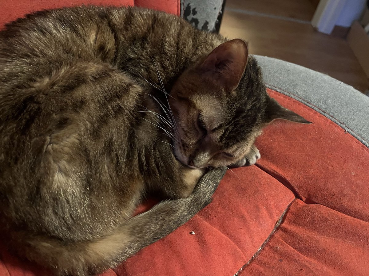 Heute Nachmittag geht es zur Kontrolle beim Tierarzt.
Dann erfahre wir ob es wirklich ein Tumor ist oder was anders.
Da der Tierarzt bis jetzt noch nicht angerufen hat gehe ich mal davon aus das es nicht so schlimm ist