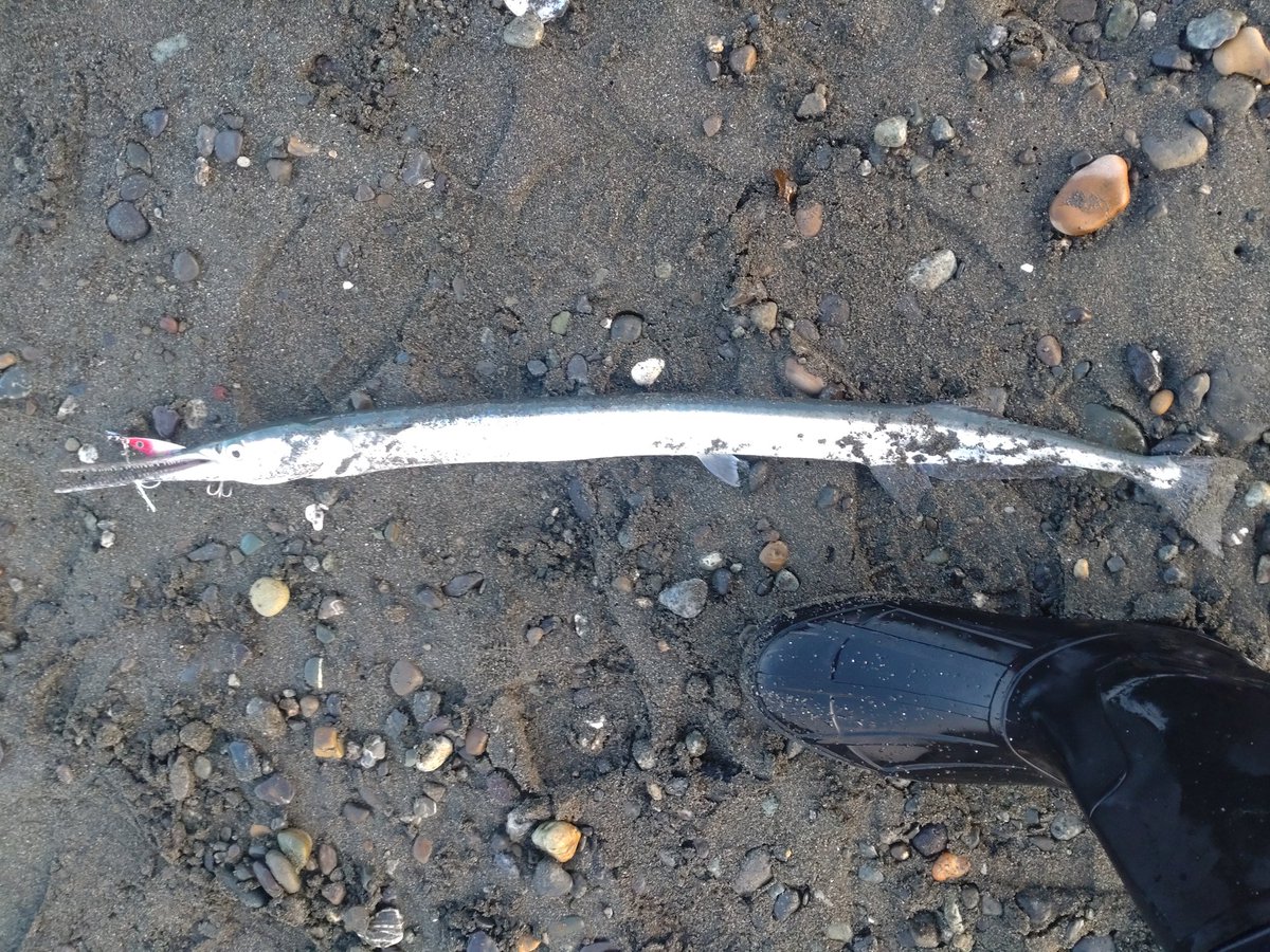 日髙駿/Suguru Hidaka tweet media