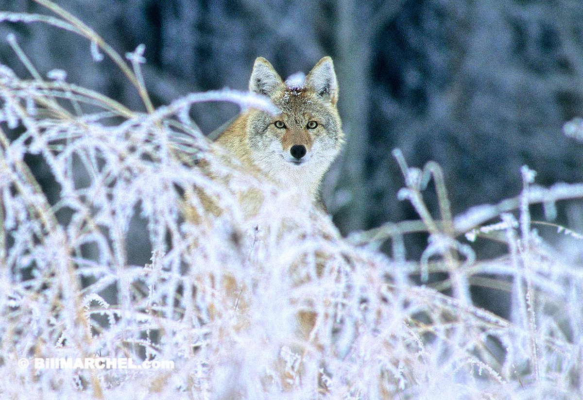 softly gently --     
cold weather creeps     
into Kyoto 

Issa Kobayashi 

never asked—
winter 

me