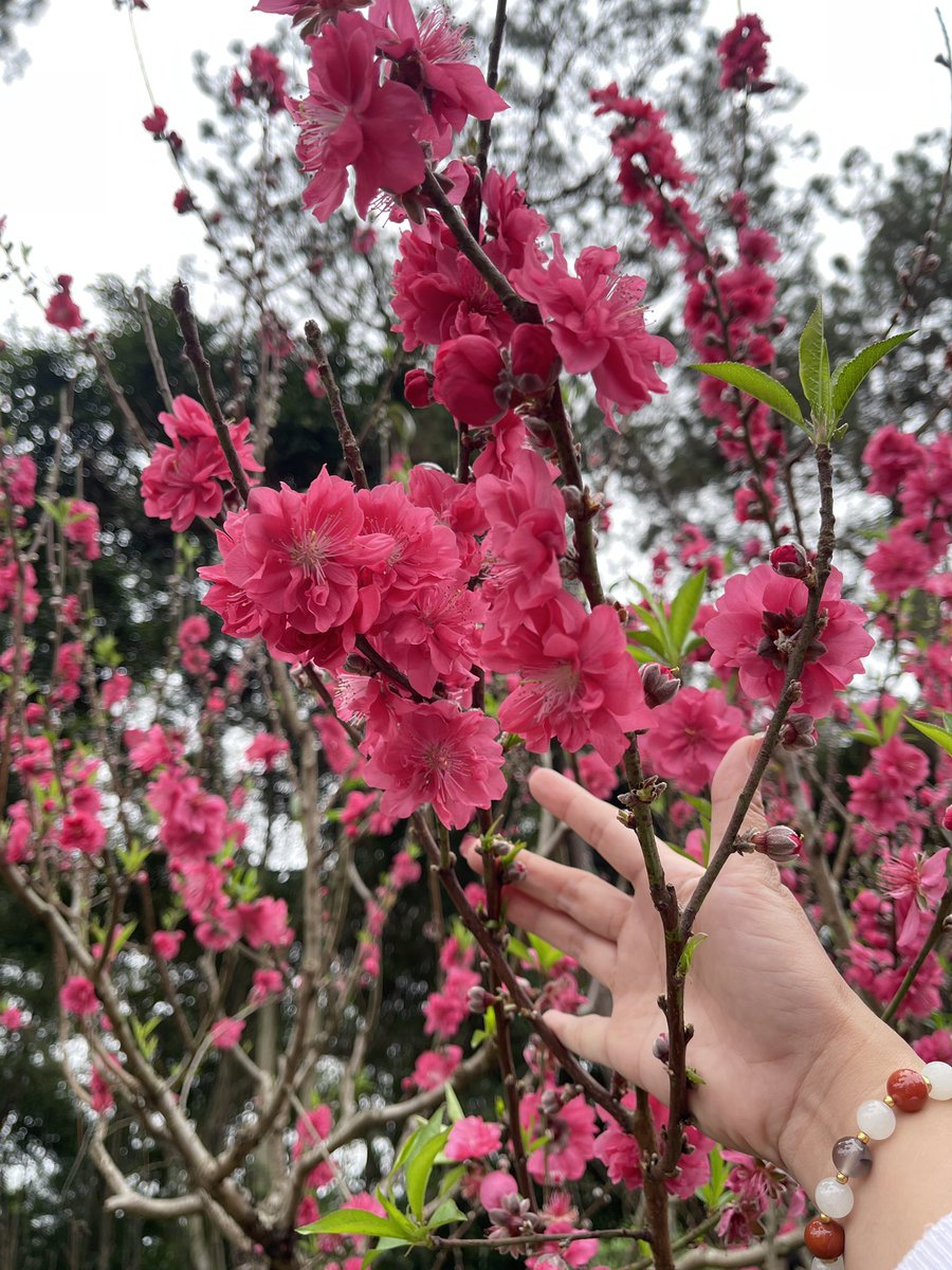 See.U喜柚（摸鱼版） tweet media