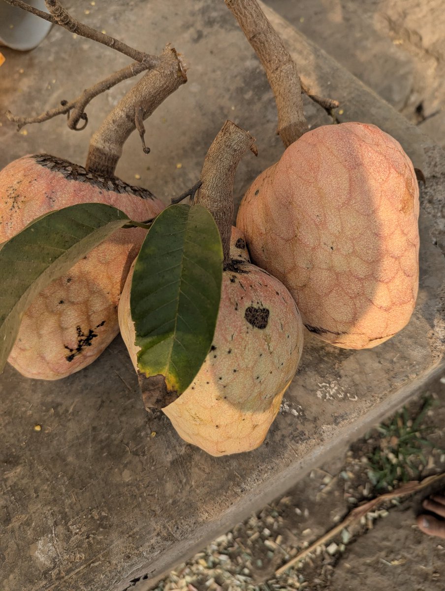 Abhimote3's tweet photo. #रामफळ 
रानमेवा🌳 https://t.co/KWgVOy5Vfd