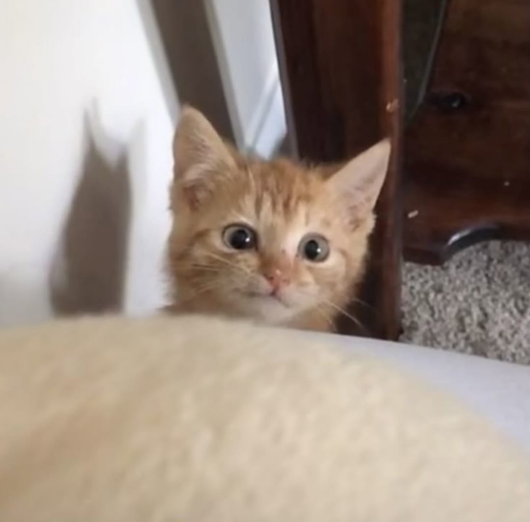 mühendisyen tweet media