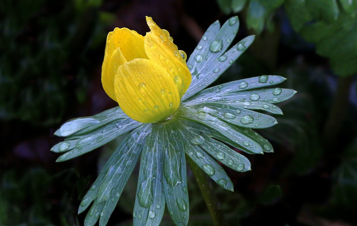 HSderSchreiber's tweet photo. Man kann auch bei #Regen etwas unternehmen, wie die #Hobbyfotografin Elisabeth Faber von Freiburg. Sie schrieb: "Das Regenwetter gestern hielt mich nicht davon ab, nach draußen zu gehen. Belohnt wurde ich mit schönen Wassertropfen-Motiven. Mir gefielen #Winterlinge." https://t.co/ZBeFhtmIct