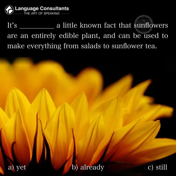 grammar_club's tweet photo. It’s ______ a little-known fact that sunflowers are an entirely edible plant, used in everything from salads to sunflower tea. 🌻

a) yet
b) already
c) still

#languageIsVisual #GrammarInContext #WordChoice #EnglishUsage #TheArtOfSpeaking https://t.co/EXzTDtPvSI