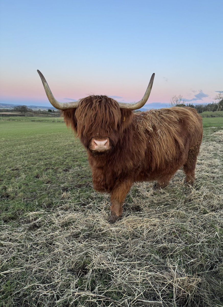It’s minus temperatures; it’s dry; no wind; sunshine ☀️ 

It could be tapps aff weather 😂

Happy #coosday everyone 💕

#arnbegfarmstayscotland #scotland