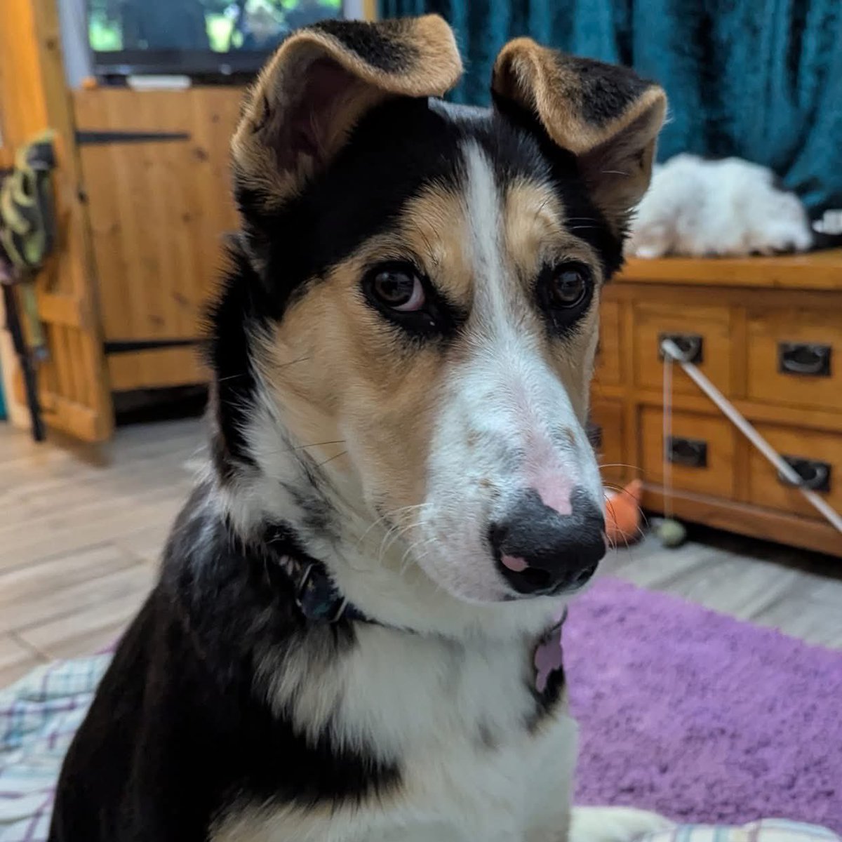 SavingStraysUK's tweet photo. A message from our awesome Patron @molliemarriott about #fosterfebruary and some of the beautiful dogs we have hoping for a home of their own. Please take a look and contact us on adoptions@strays.org.uk. #thankyou https://t.co/S14hBnpIO0
