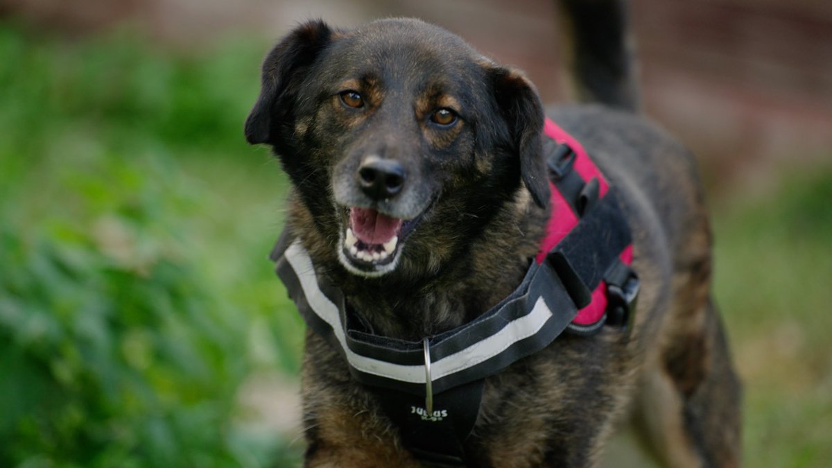 SavingStraysUK's tweet photo. A message from our awesome Patron @molliemarriott about #fosterfebruary and some of the beautiful dogs we have hoping for a home of their own. Please take a look and contact us on adoptions@strays.org.uk. #thankyou https://t.co/S14hBnpIO0