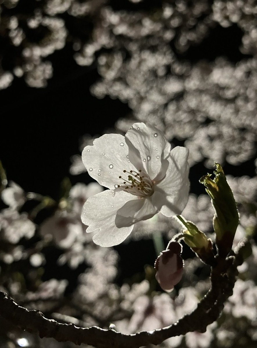 RT @SUTCRGPpSO42650: いつかの雨上がりの 妖艶な夜桜 ＊ 今日も