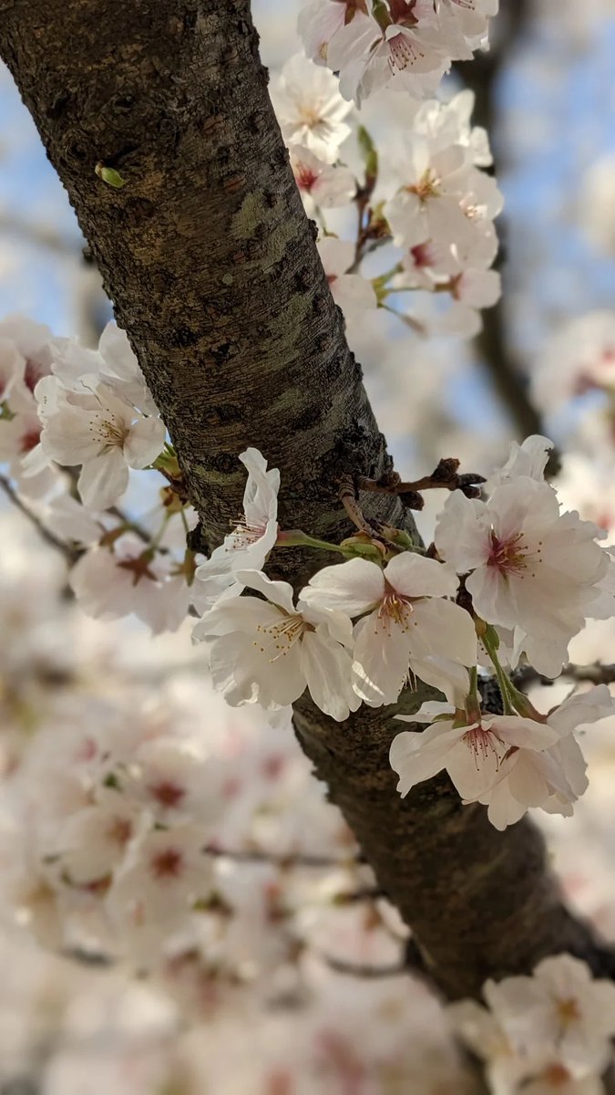 Samnvendr's tweet image. Ketika foto ngasal tapi lo di Jepang