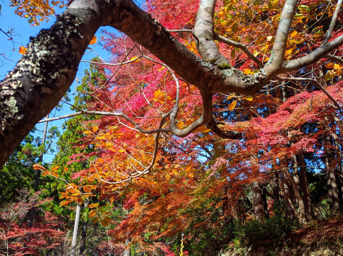 Samnvendr's tweet image. Ketika foto ngasal tapi lo di Jepang