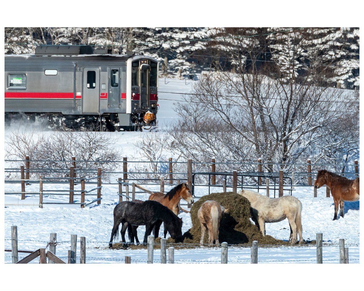 10000kv_machiko's tweet photo. 判断は刹那。
生き物のいる鉄道風景。 https://t.co/TUpWv6iOTY