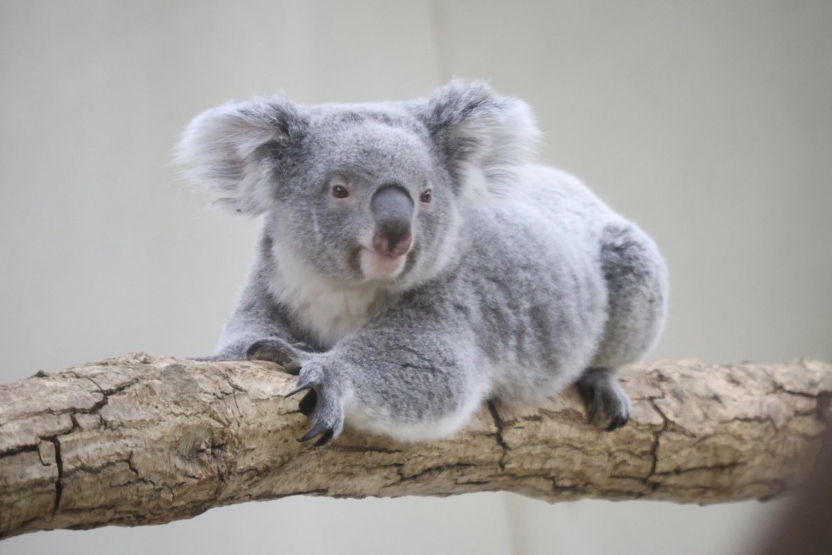 RT @w31x_: 寝そべりさちぴが可愛かったから いろんな角度から撮った