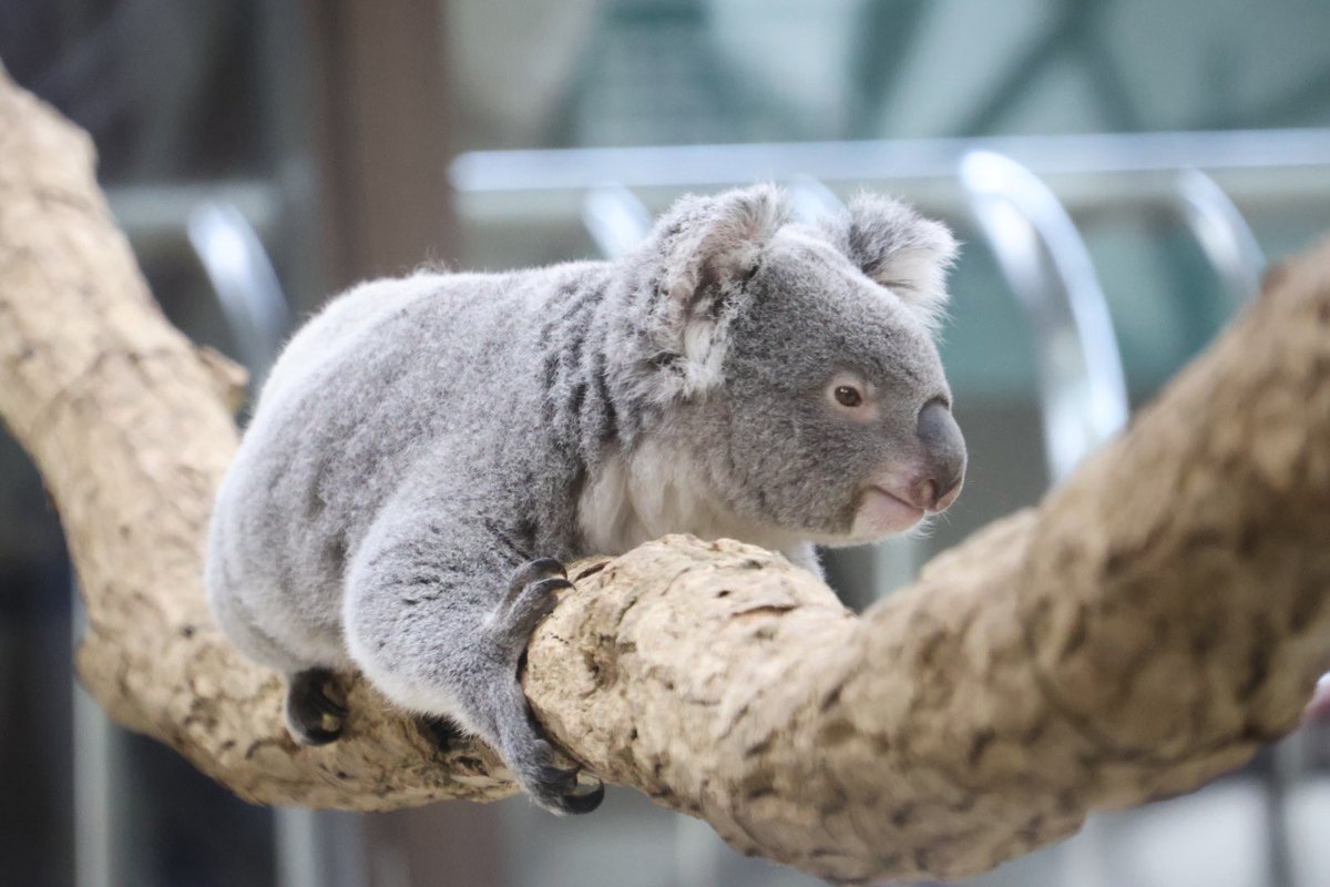 RT @w31x_: 寝そべりさちぴが可愛かったから いろんな角度から撮った