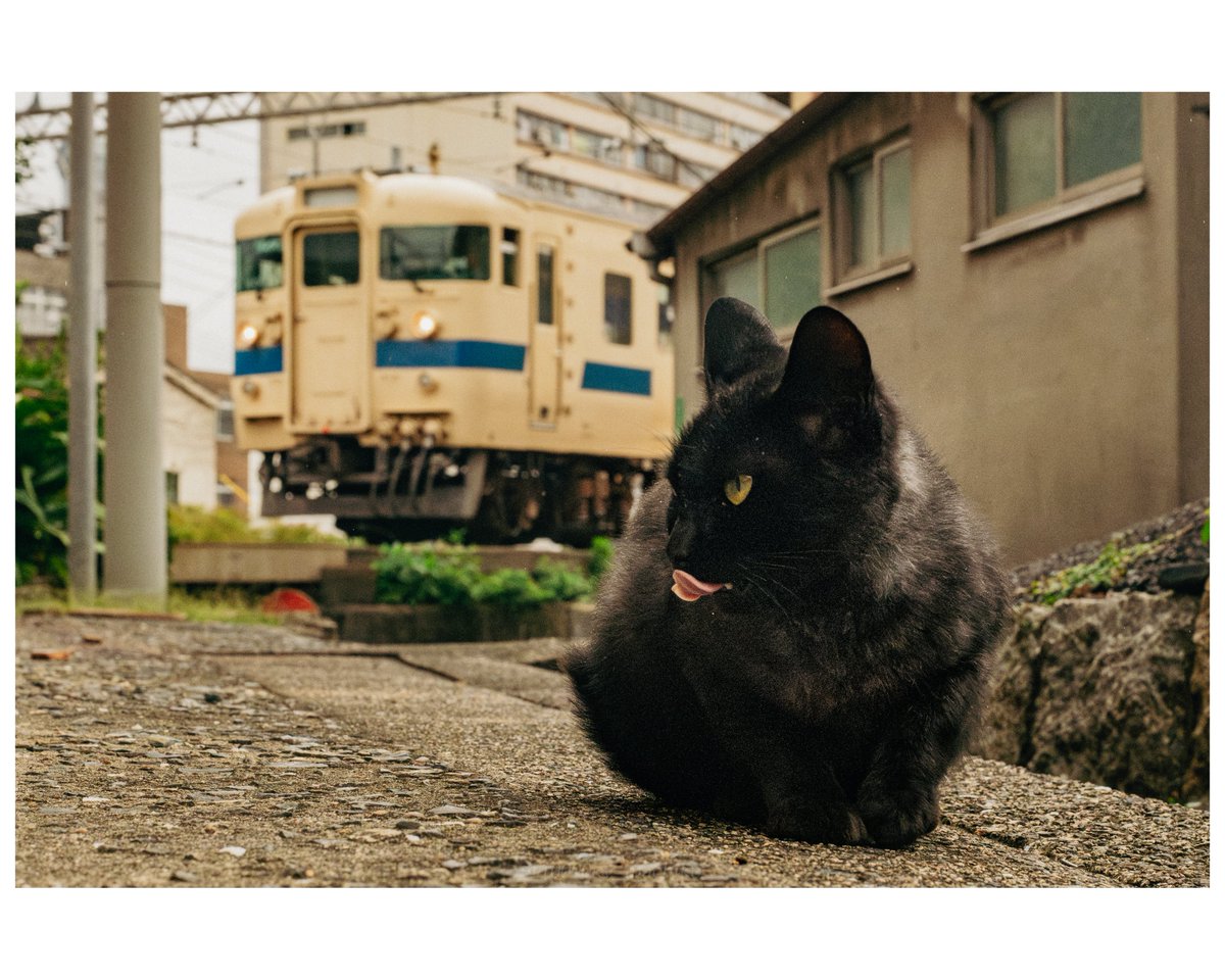 10000kv_machiko's tweet photo. 判断は刹那。
生き物のいる鉄道風景。 https://t.co/TUpWv6iOTY