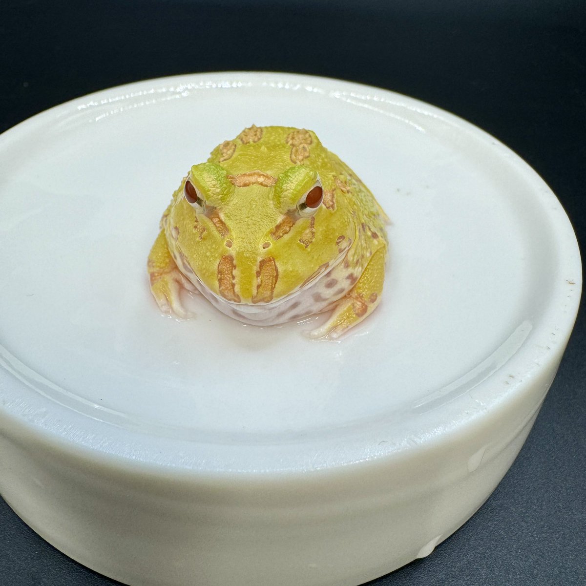 ⛸️DTBにて販売中⛸️ クランウェルツノガエル アルビノ まだ小さくて