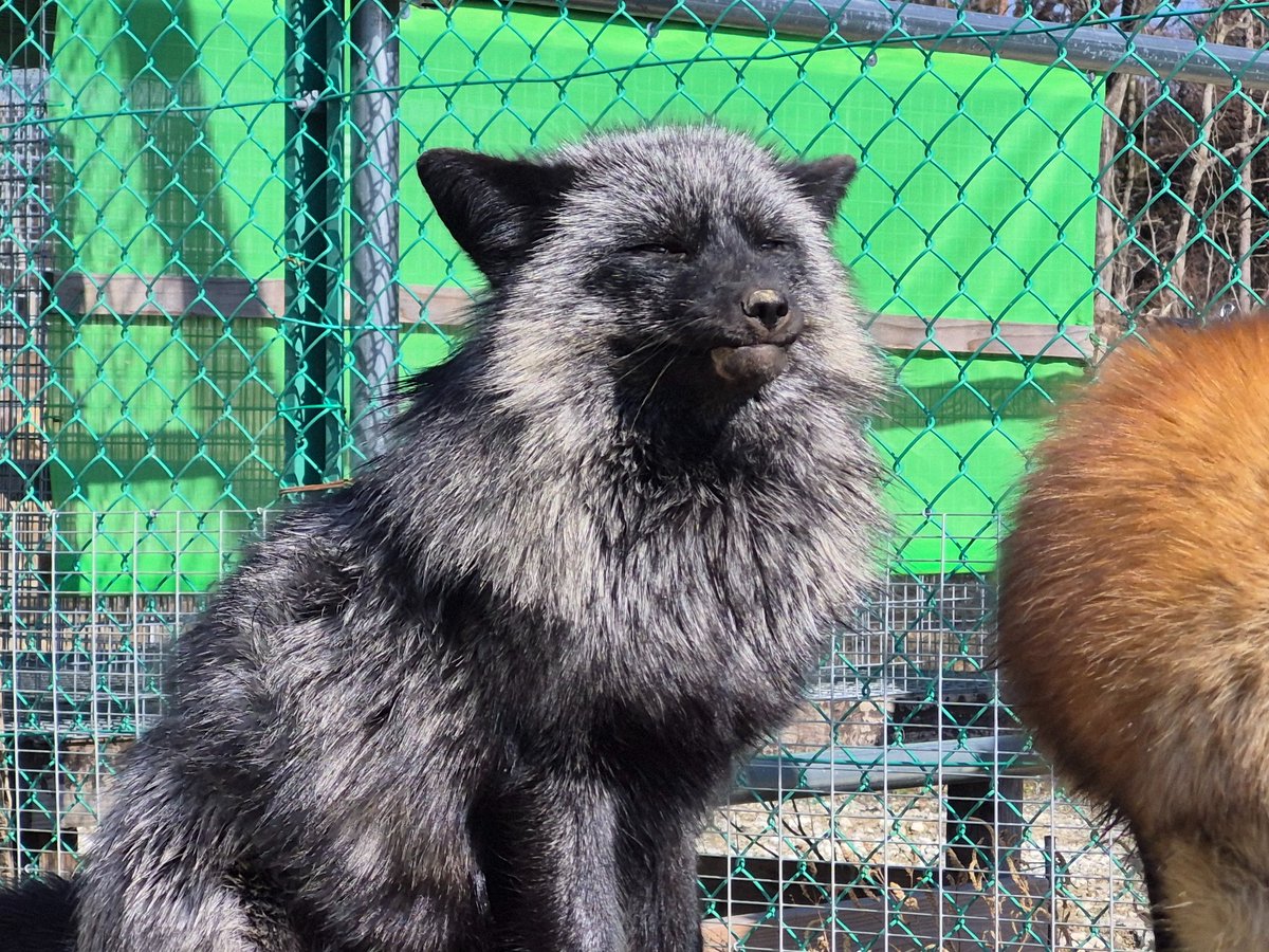 ふさまる (@fusafusa_oo) / Posts / X