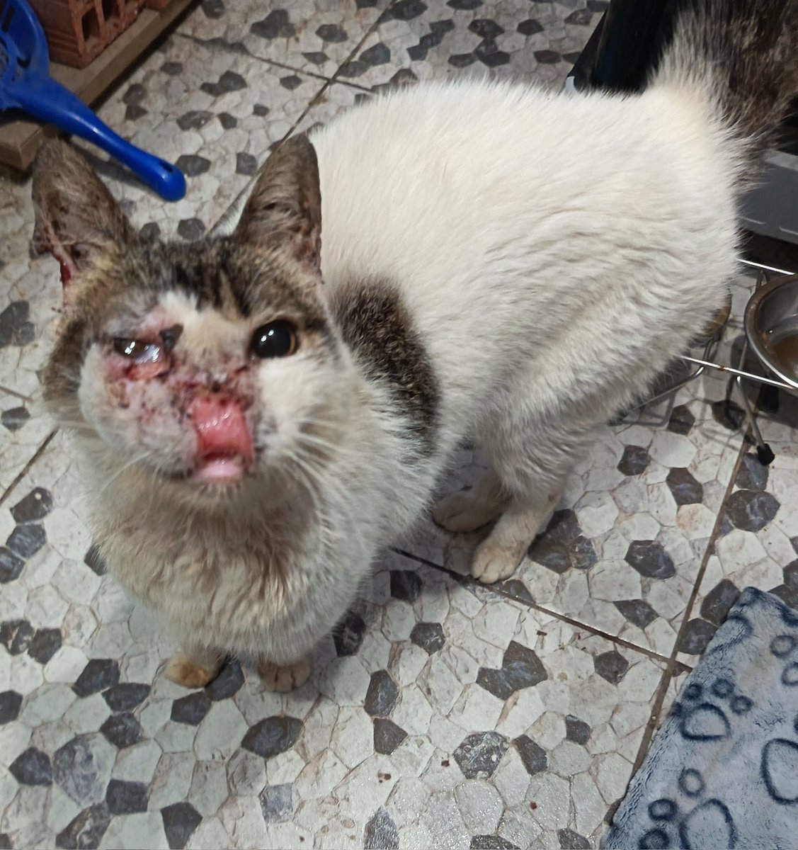 HelpCats77751's tweet photo. Luna is still fighting for her life
This tiny kitten was found barely breathing, full of infections. Antibiotics helped a bit, but she needs more treatment &amp; food to fully recover. Link un bio #recue #pledge #cat https://t.co/mL8pd84u5O