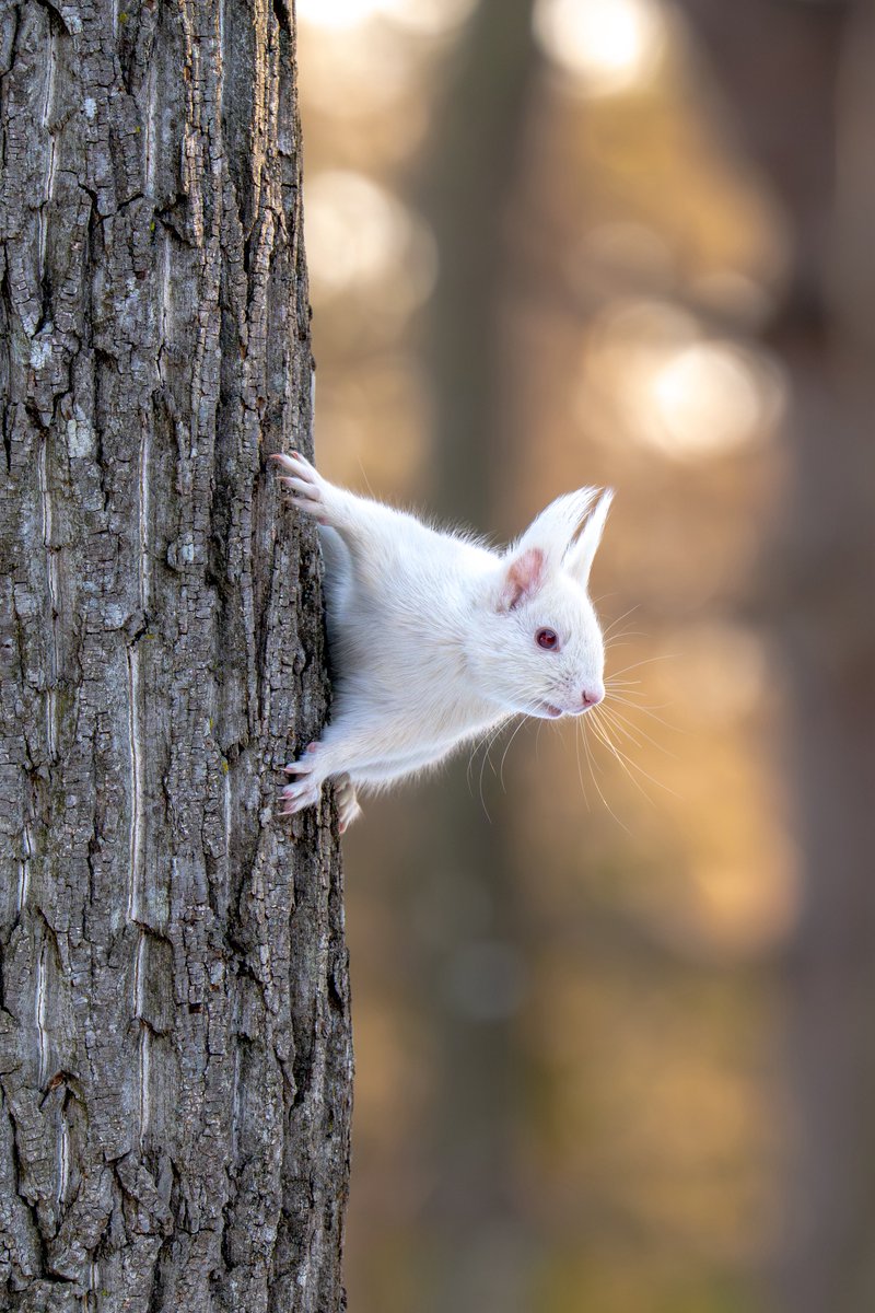 luck_eye_'s tweet photo. white squirrel👼🪽🤍 #hokkaido https://t.co/dYowkUlbxz
