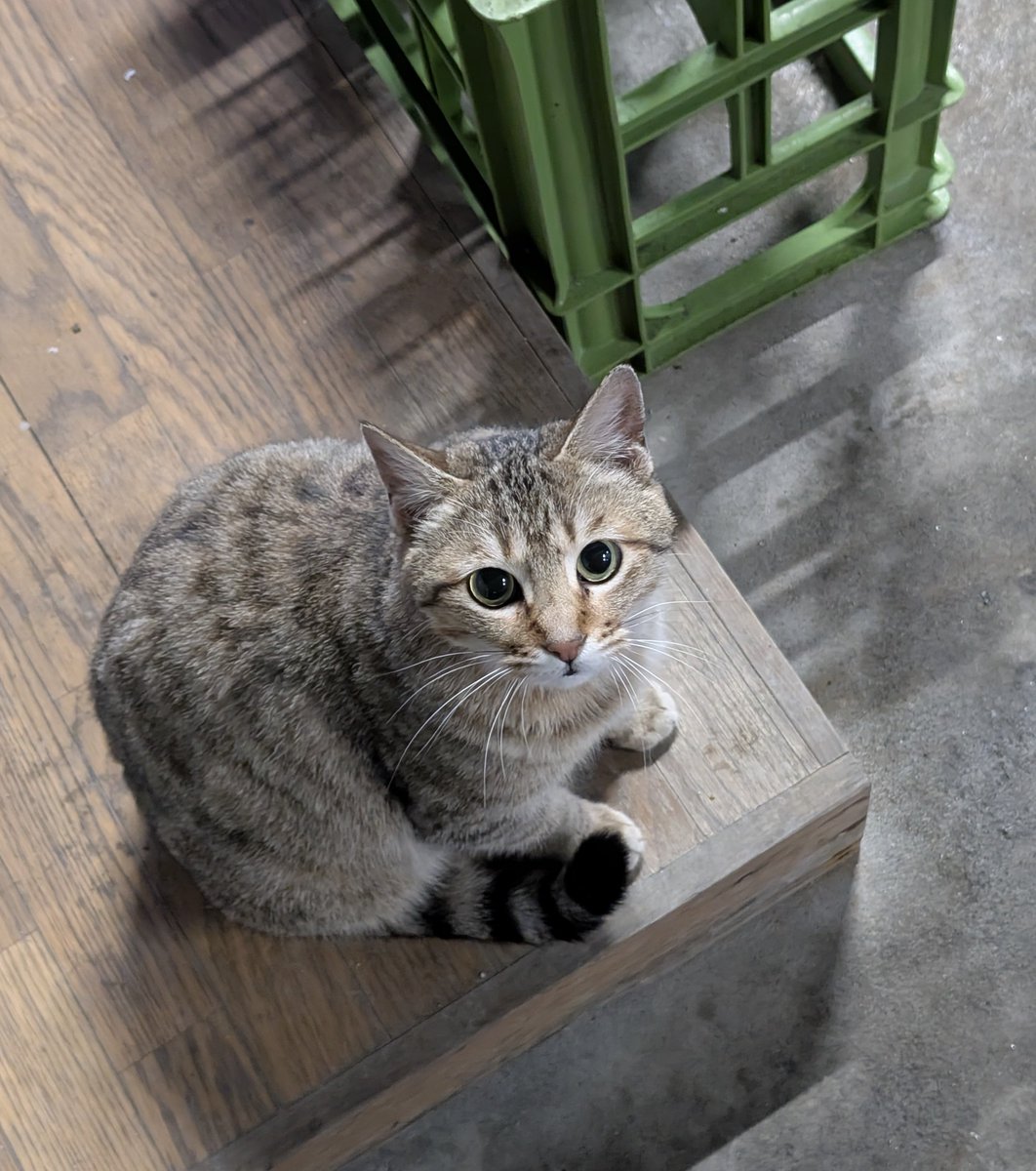 hotateyasan's tweet image. 逃げなくなった...いよいよ...