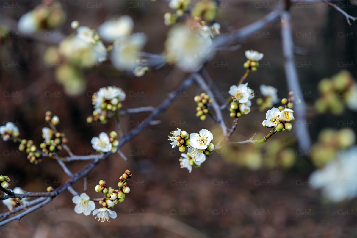 都市部は雪がずいぶん降ったものの、花の家ではまだ雪は降らない。先週は1つだけだった紅梅の花もパラパラと咲き始めていた 
#訪問記録 

花の家に居ました。
cota.jp/now/67248 雪