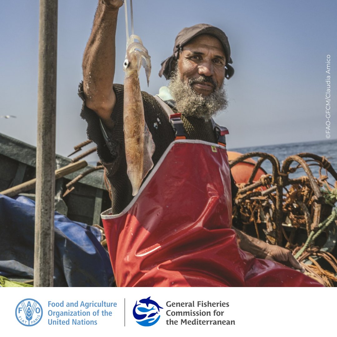 General Fisheries Commission for the Mediterranean tweet media