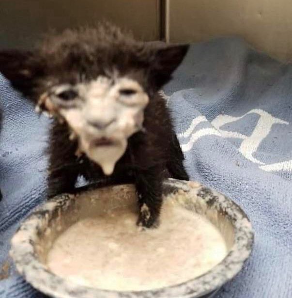 `mami ft.โปร222! tweet media