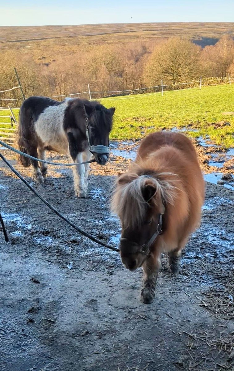 HumbugAndToby's tweet image. We had our breakfast out in the sunshine this morning! We've mooched around for an hour but we're coming back indoors as it's freezing cold! 🥶
We'll have another coupla hours out later on if the ice melts 👍
#WhenIsSummer 
#TooCold