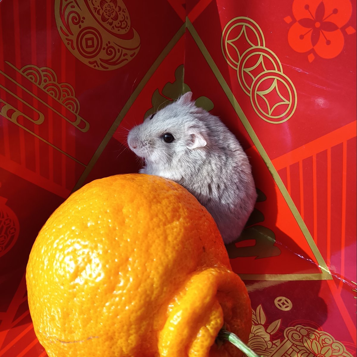 hamstermaxxing. happy new year everyone