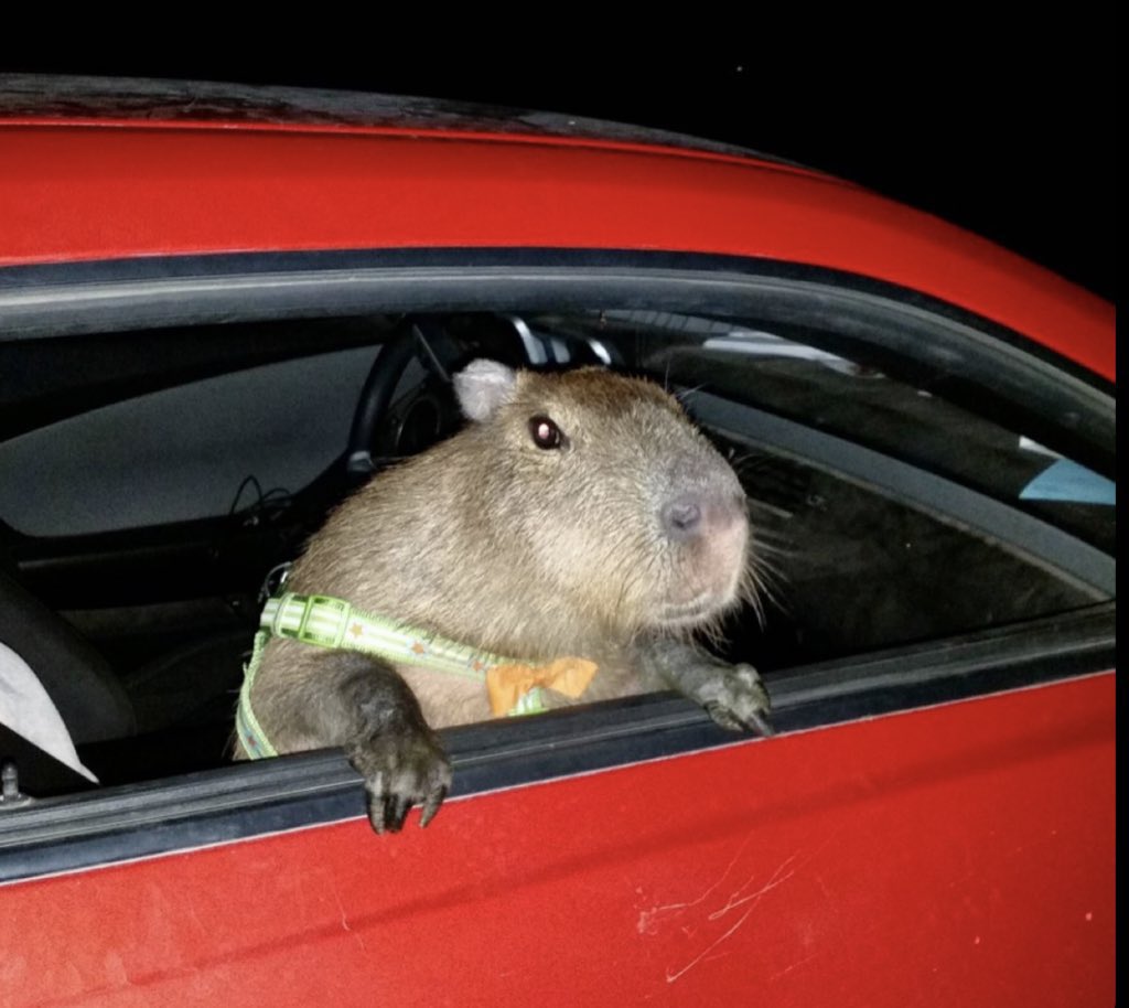 『乗れよ、お湯の湧く場所まで連れてってやる。』
#カピバラ #ドライブ #癒し #面白画像 #Capybara