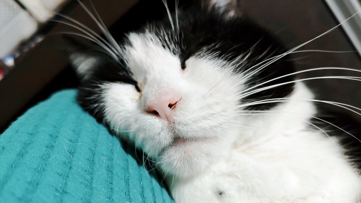 気持ちよさそうに寝やがって⋯(人の椅子で)