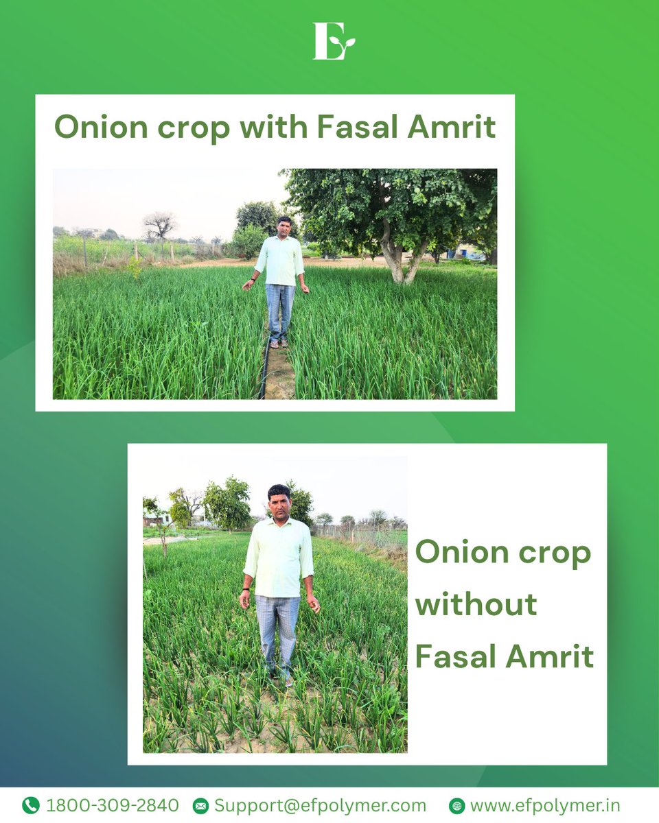 Field validation speaks louder than claims.

A progressive farmer from Jhunjhunu demonstrates the visible difference in his onion crop:

✔ With Fasal Amrit – improved plant vigor, uniform growth, stronger root development
✖ Without Fasal Amrit – comparatively lower growth.