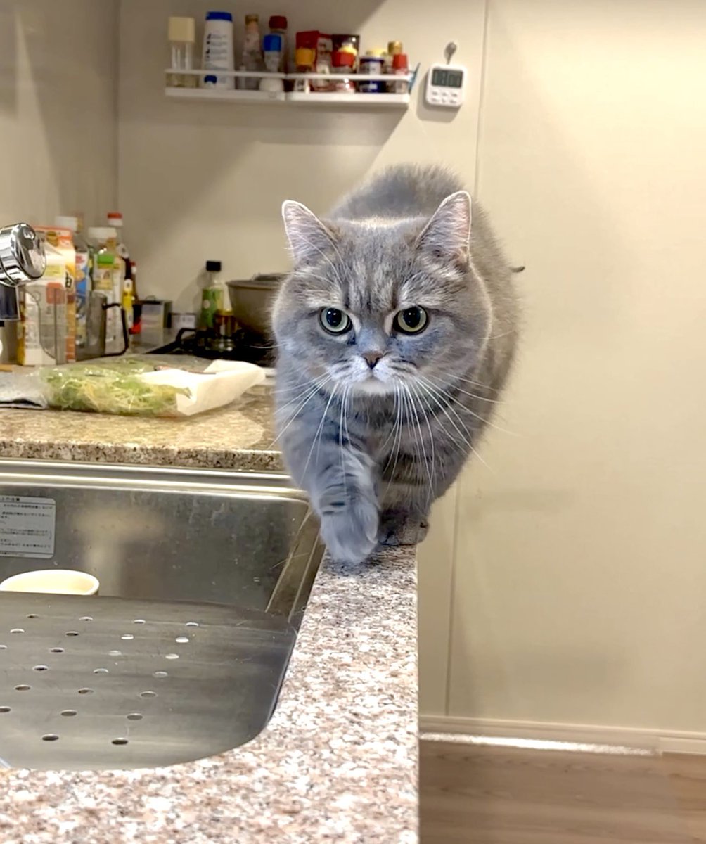 亀ぽま🐢 tweet media