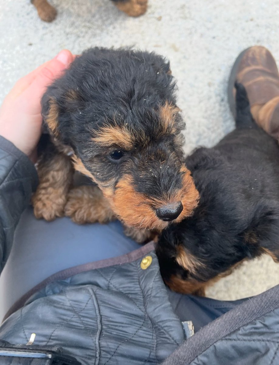 Bolhaus Terriers tweet media