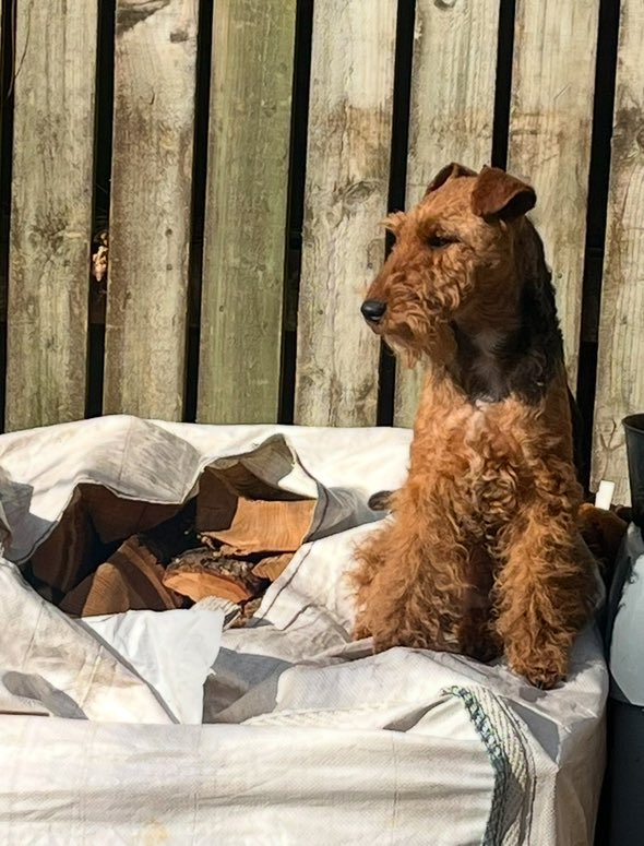 Bolhaus Terriers tweet media
