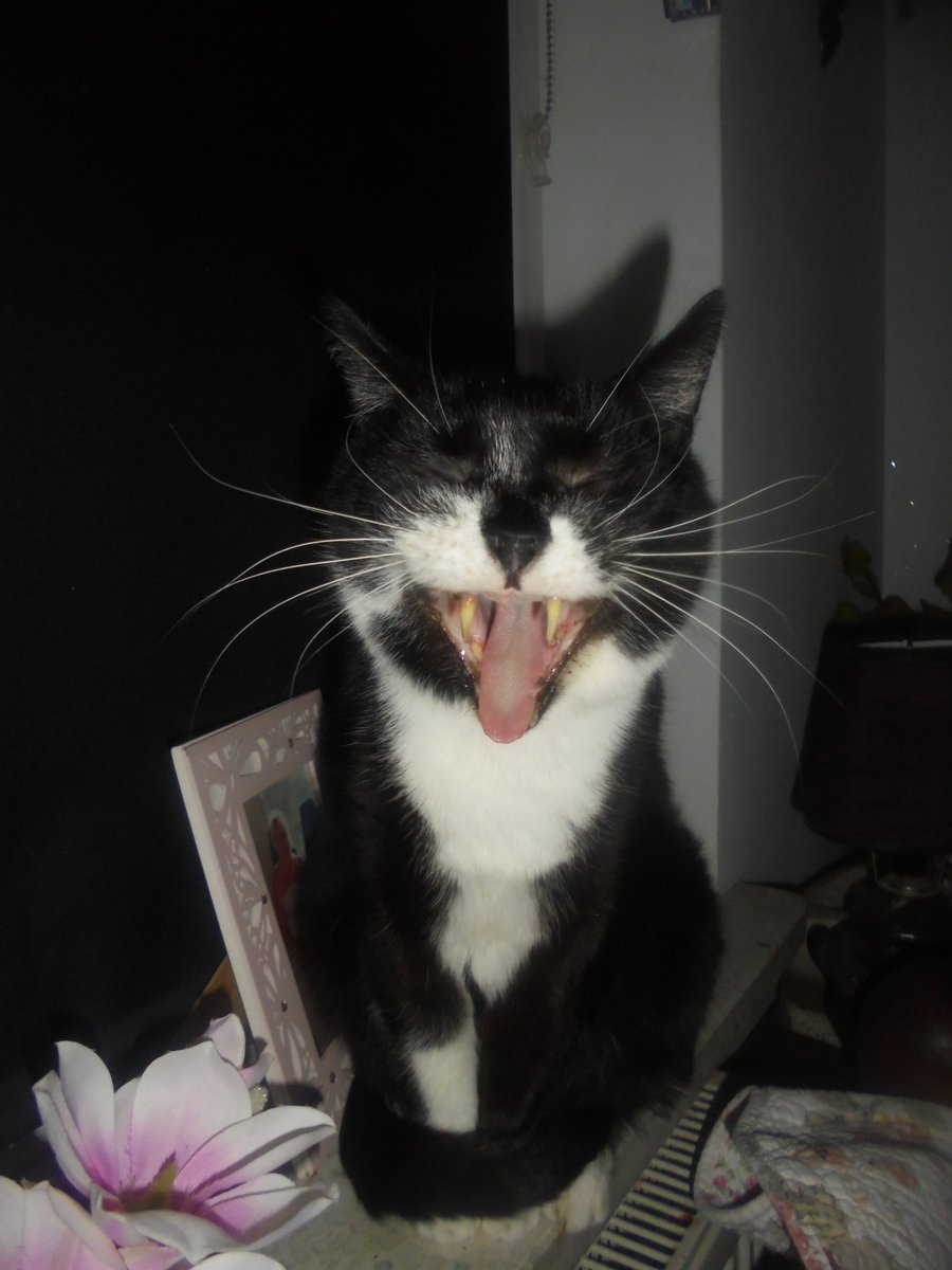 Dzień dobry nasi kochani przyjaciele. Nie wiem czy wszyscy z Was wiedzą, że dzisiaj jest Światowy Dzień Kota. Nie pamiętam żeby mi nie towarzyszyły w moim życiu. Wiem, że większość z Was też ma kotki. Życzymy Wam miłego i spokojnego dnia 🐱🐱🐱