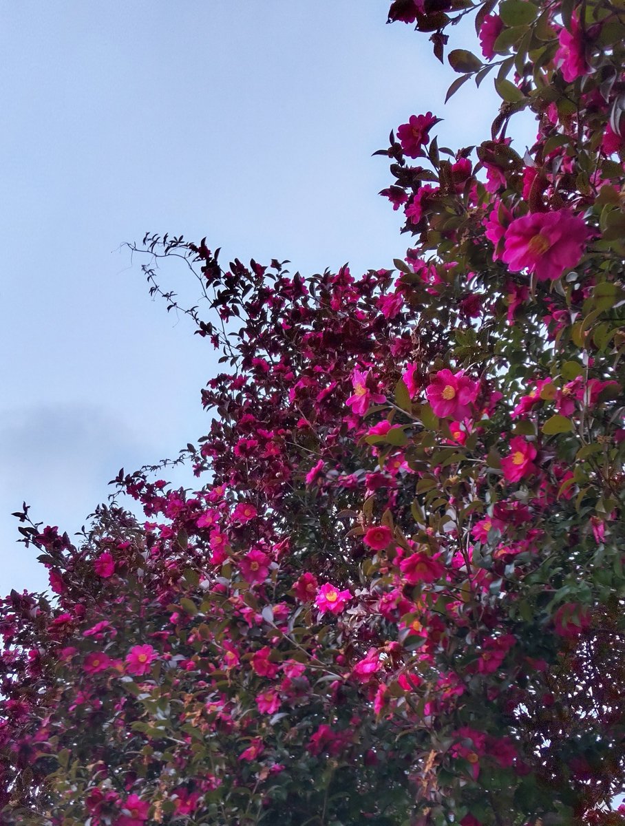 BL好き。ではあるんだけど「くっつきそうでくっつかない」みたいなモダモダした過程がいちばん好き。この感覚、伝わるだろうか…

距離が極限まで縮小されながらも、埋まらない距離が留保されているギリギリの緊張感、不安感、ゆらぎがいいんですよ(早口)