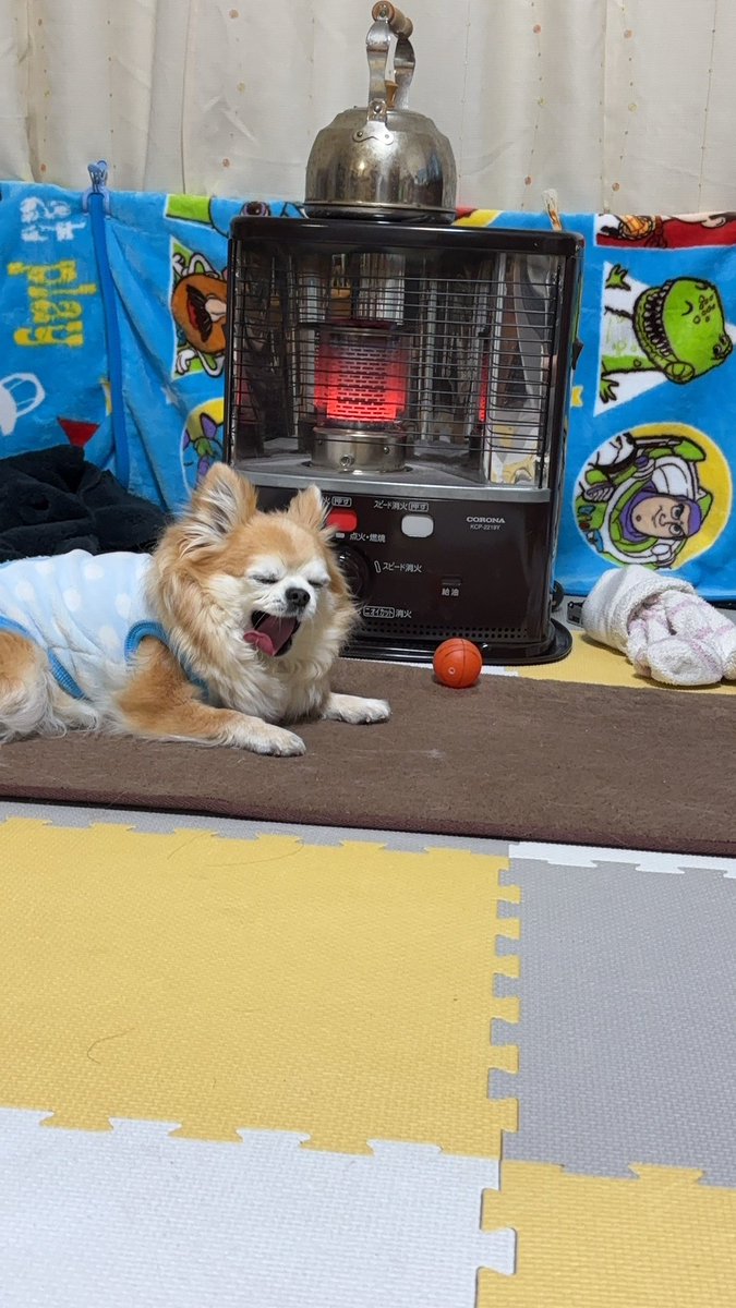 ストーブのまえで眠たくなっちゃったチビちゃん✨️