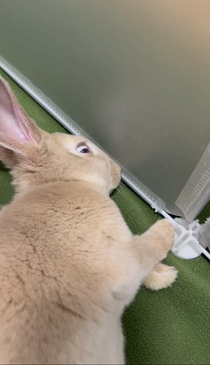 すやすやと眠るうさぎです！

#うさぎ