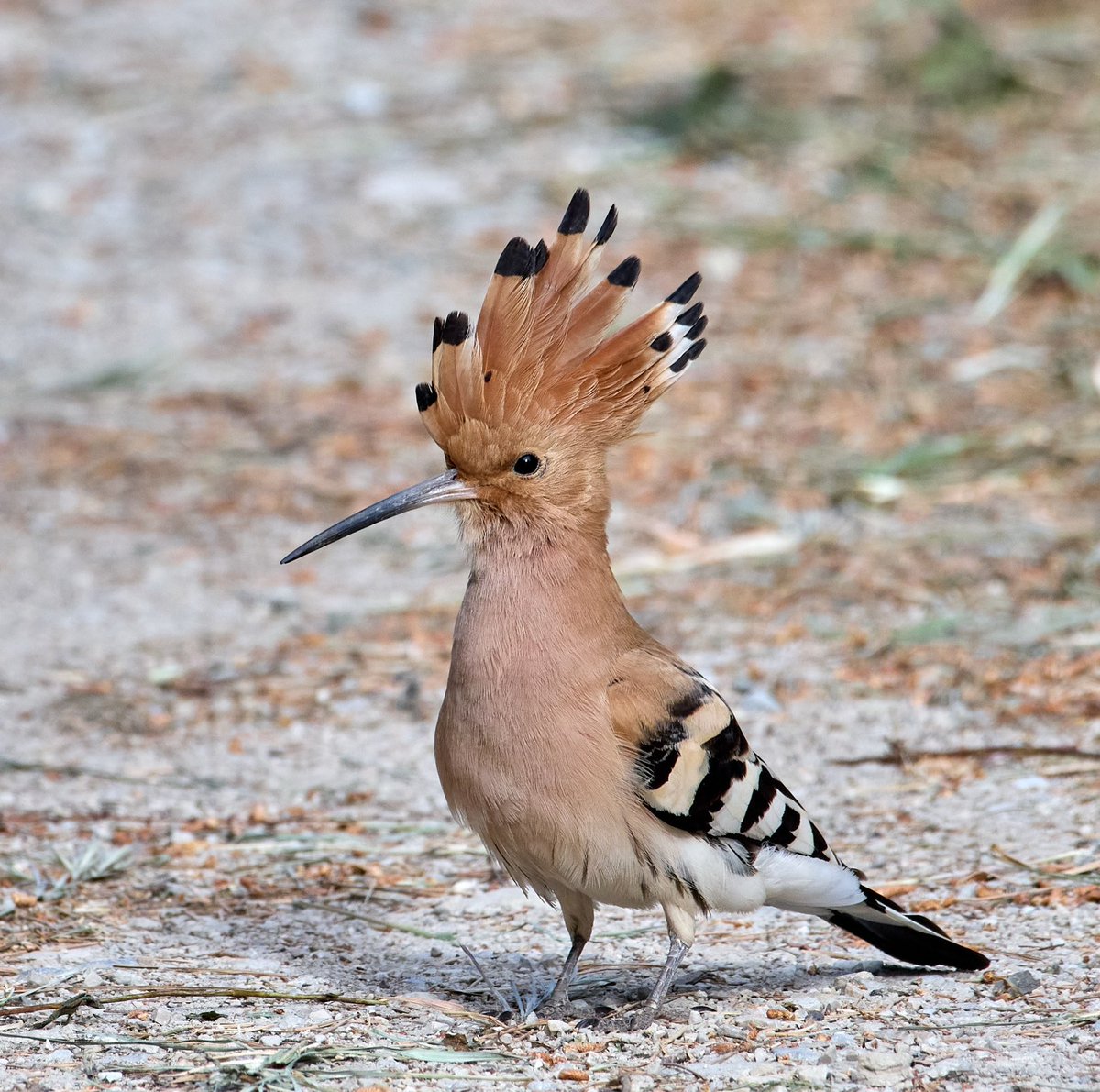 paul hayes tweet media