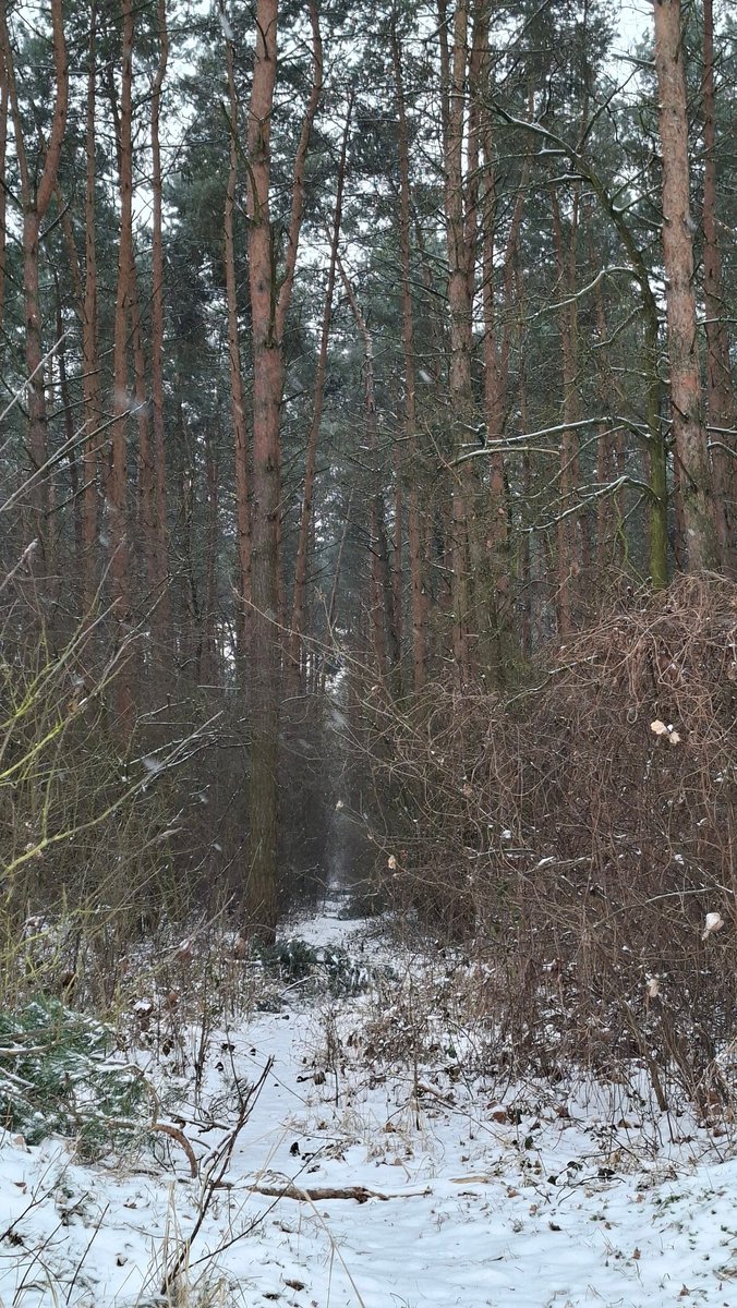 Pada śnieg. 
W lesie cicho i spokojnie ❄️🌲❄️🌲❄️🌲❄️🌲❄️🌲❄️🌲❄️🌲