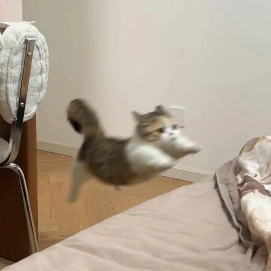 NoCatsNoLife_m's tweet image. Nice try 😂🧡