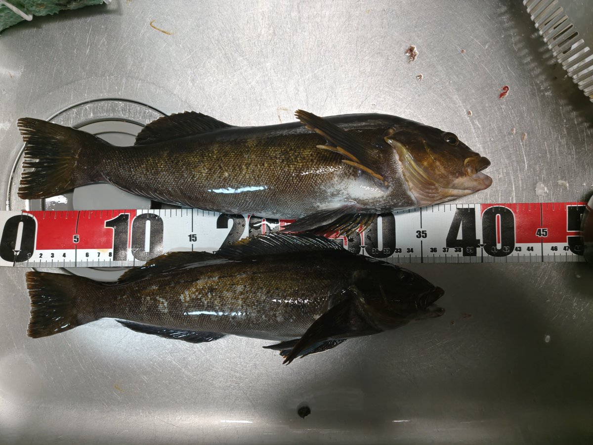 よっしゃぁ大物ぉ！