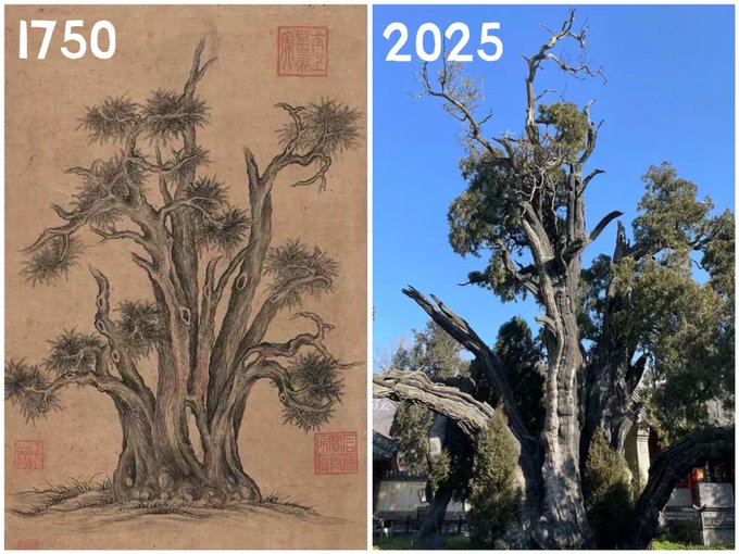 275 years apart, the  4,500-year-old cypress tree, the oldest in China, on a painting by Emperor Qianglong of Qing Dynasty, and by a modern camera.

[📍 Dengfeng city, Central China's Henan province]