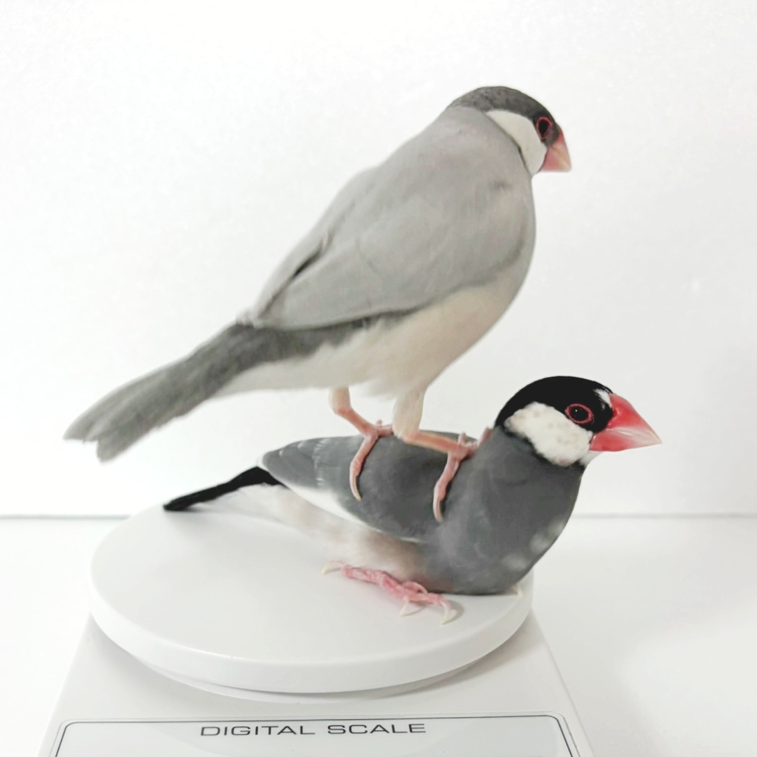 rin_buncho's tweet image. 兄の上なら乗っても許されると思っている弟