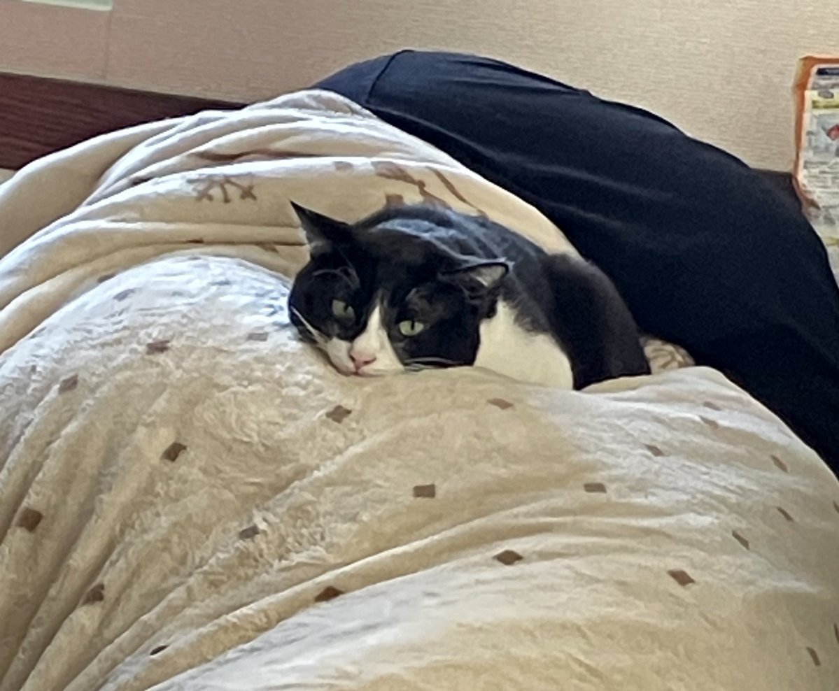 Post by もみかえさくママ on X: ツチノコさん