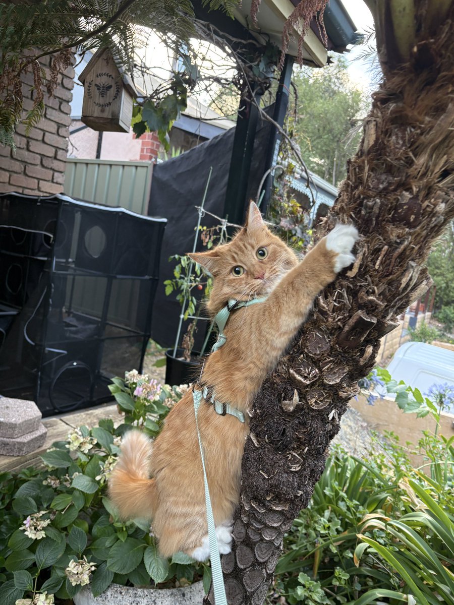 PussCattius's tweet image. Umm little halp?